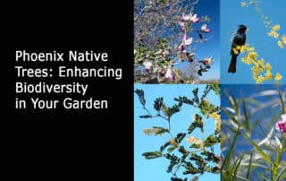 Phoenix Native Trees Enhancing Biodiversity in Your Garden