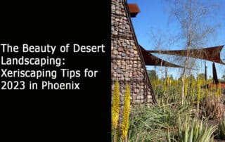 The Beauty of Desert Landscaping Xeriscaping Tips for 2023 in Phoenix