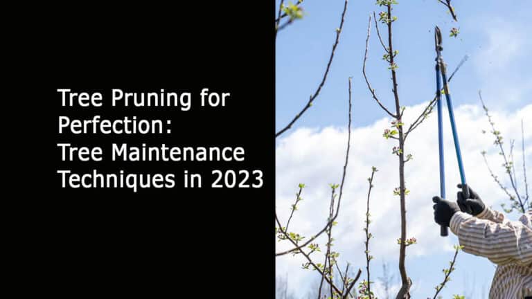 Tree Pruning for Perfection: Tree Maintenance Techniques in 2023 - All ...