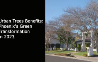 Urban Trees Benefits Phoenix's Green Transformation