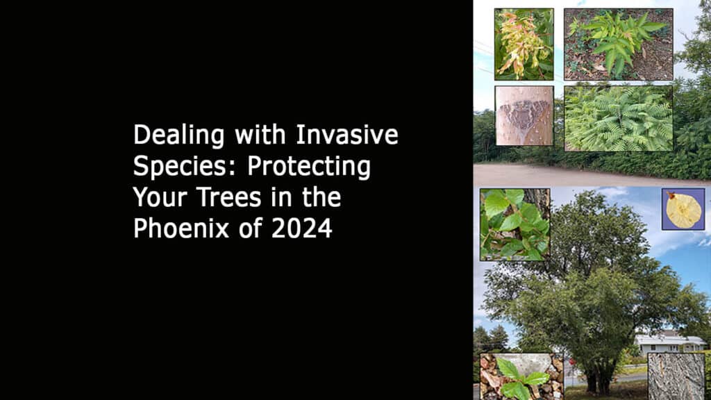 Dealing with Invasive Species - Protecting Your Trees in the Phoenix of 2024