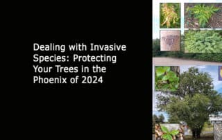 Dealing with Invasive Species - Protecting Your Trees in the Phoenix of 2024