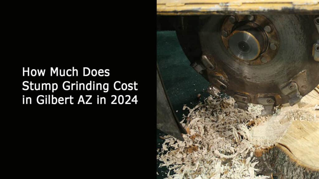 Stump Grinding Cost in Gilbert AZ in 2024