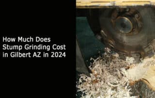 Stump Grinding Cost in Gilbert AZ in 2024