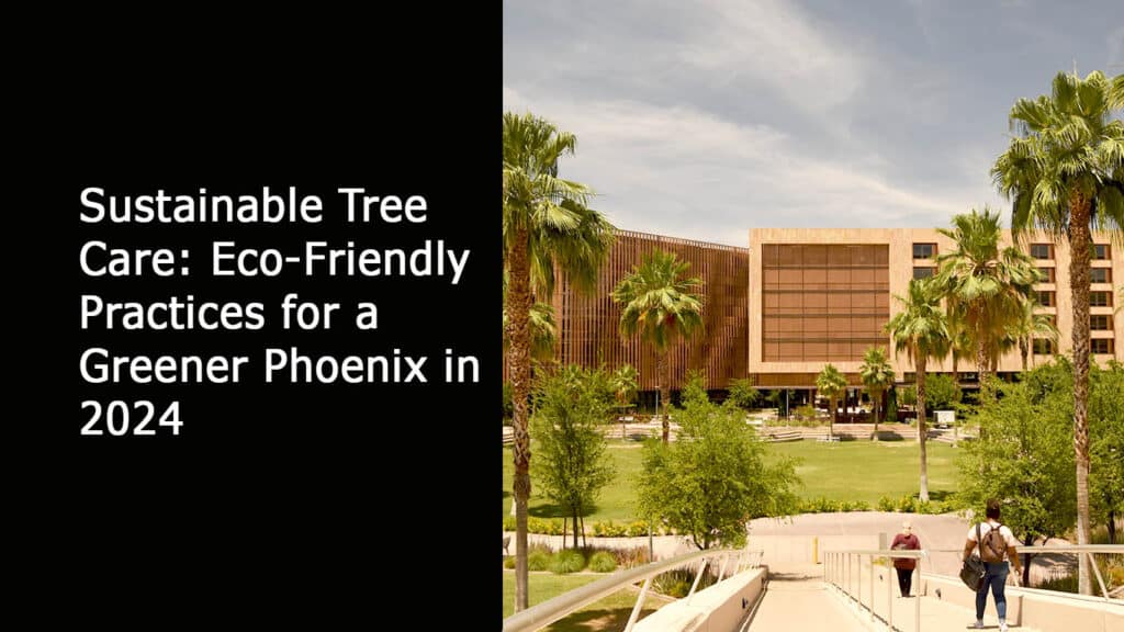 Sustainable Tree Care - Eco-Friendly Practices for a Greener Phoenix in 2024