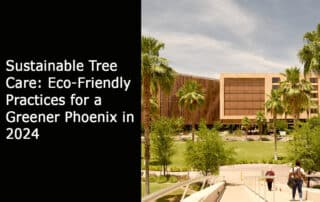 Sustainable Tree Care - Eco-Friendly Practices for a Greener Phoenix in 2024