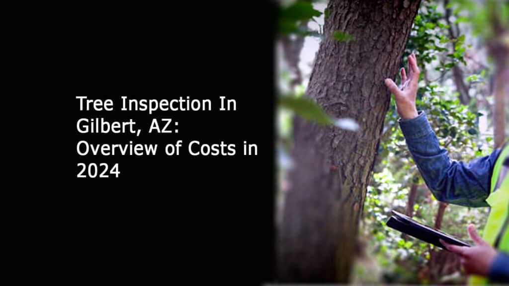 Tree Inspection In Gilbert, AZ: Overview of Costs in 2024