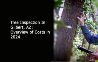 Tree Inspection In Gilbert, AZ: Overview of Costs in 2024