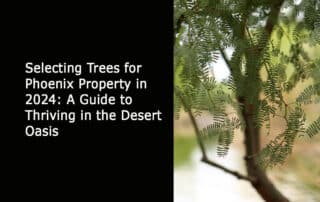 Tree Inspections in 2024 - The Vital Significance of Regular Checks for Your Phoenix Property