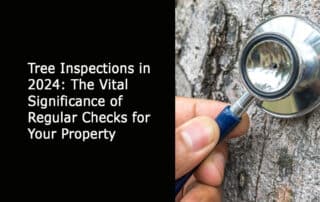 Tree Inspections in 2024 - The Vital Significance of Regular Checks for Your Property