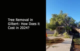 Tree Removal in Gilbert - How Does it Cost in 2024