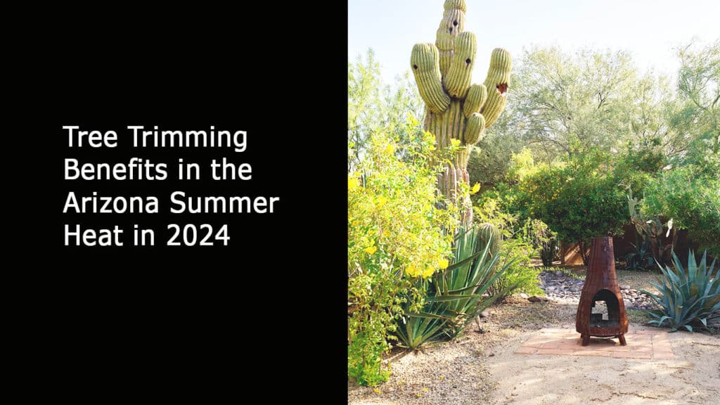 Tree Trimming Benefits in the Arizona Summer Heat in 2024