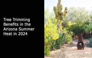 Tree Trimming Benefits in the Arizona Summer Heat in 2024