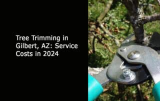 Tree Trimming in Gilbert AZ-Service Costs in 2024