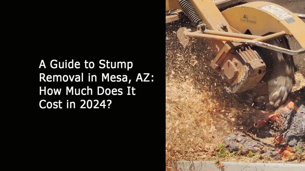 Stump Removal in Mesa AZ How Much Does It Cost in 2024