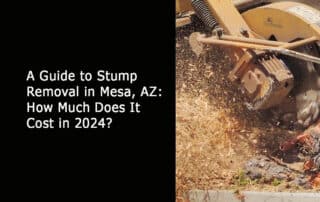 Stump Removal in Mesa AZ How Much Does It Cost in 2024