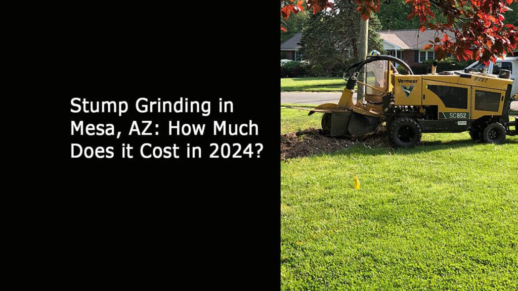 Stump Grinding in Mesa_AZ_How Much Does it Cost in 2024