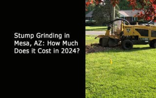 Stump Grinding in Mesa_AZ_How Much Does it Cost in 2024