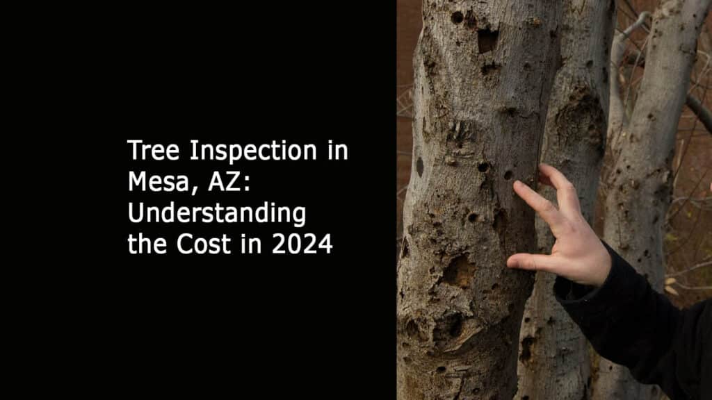 Tree Inspection in Mesa AZ- Understanding its Cost in 2024