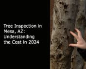 Tree Inspection in Mesa AZ- Understanding its Cost in 2024