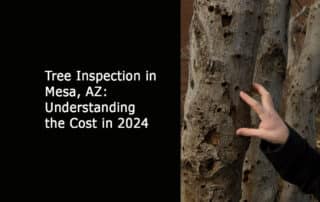 Tree Inspection in Mesa AZ- Understanding its Cost in 2024