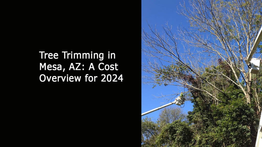 Tree Trimming in Mesa AZ - A Cost Overview for 2024