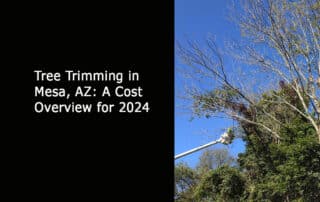 Tree Trimming in Mesa AZ - A Cost Overview for 2024