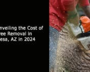 Cost of Tree Removal in Mesa AZ in 2024