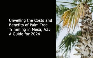 Unveiling the Costs and Benefits of Palm Tree Trimming in Mesa