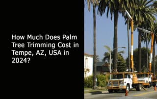 How Much Does Palm Tree Trimming Cost in Tempe AZ USA in 2024