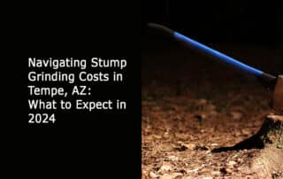 Navigating Stump Grinding Costs in Tempe AZ