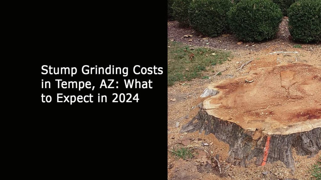 Stump Grinding Costs in Tempe AZ What to Expect in 2024