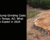 Stump Grinding Costs in Tempe AZ What to Expect in 2024