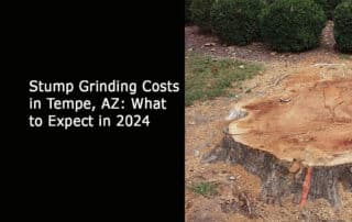 Stump Grinding Costs in Tempe AZ What to Expect in 2024