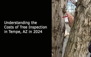 Understanding the Costs of Tree Inspection in Tempe, AZ in 2024