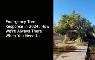 Emergency Tree Response in 2024 - How We're Always There When You Need Us