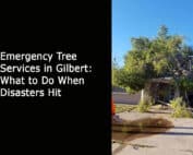 Emergency Tree Services in Gilbert - What to Do When Disasters Hit