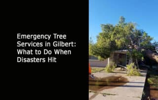 Emergency Tree Services in Gilbert - What to Do When Disasters Hit