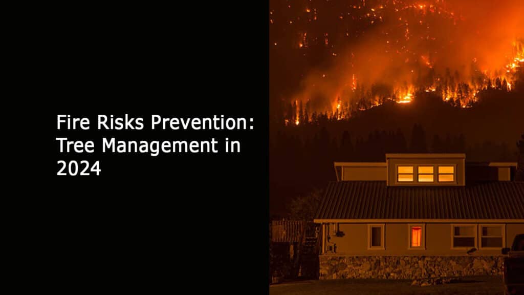 Fire Risks Prevention - Tree Management in 2024