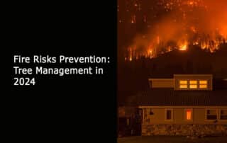 Fire Risks Prevention - Tree Management in 2024