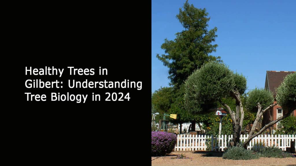 Healthy Trees in Gilbert - Understanding Tree Biology in 2024