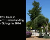 Healthy Trees in Gilbert - Understanding Tree Biology in 2024