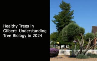 Healthy Trees in Gilbert - Understanding Tree Biology in 2024