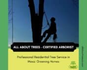 Professional Residential Tree Service in Mesa - Greening Homes