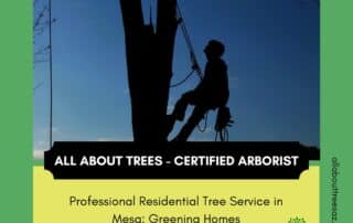 Professional Residential Tree Service in Mesa - Greening Homes