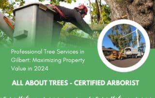 Professional Tree Services in Gilbert - Maximizing Property Value in 2024