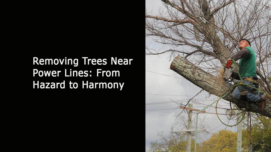 Removing Trees Near Power Lines - From Hazard to Harmon