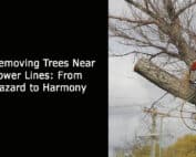 Removing Trees Near Power Lines - From Hazard to Harmon