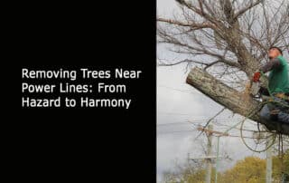 Removing Trees Near Power Lines - From Hazard to Harmon