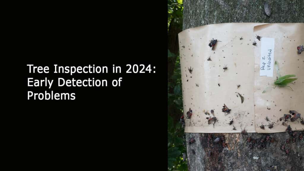 Tree Inspection in 2024 - Early Detection of Problems